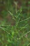 Savannah-panicgrass